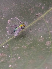 Dolichopodidae