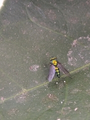 Dolichopodidae