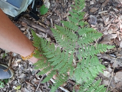 Pteridium tauricum
