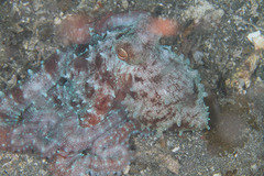 Callistoctopus