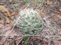 Mammillaria wrightii wilcoxii