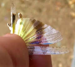 Trimerotropis salina