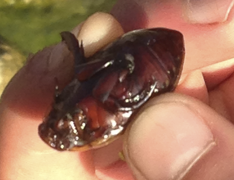 Cybister explanatus
