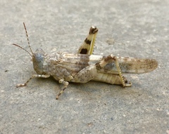 Trimerotropis salina