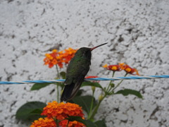 Cynanthus latirostris