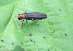 Agrilus ruficollis