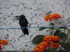 Cynanthus latirostris