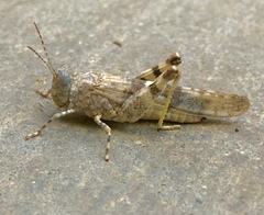 Trimerotropis salina