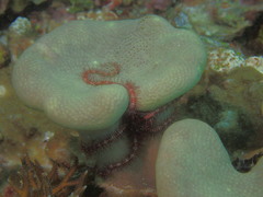 Ophiothrix