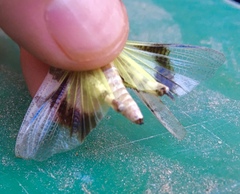 Trimerotropis salina