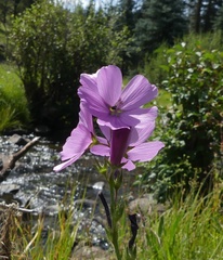 Sidalcea neomexicana