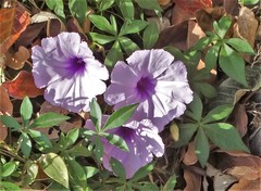 Ipomoea cairica cairica