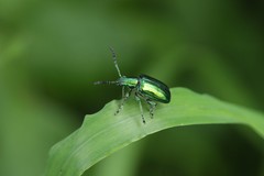 Metopoceris alternans