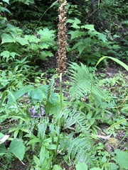 Pedicularis bracteosa