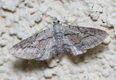 Eupithecia placidata