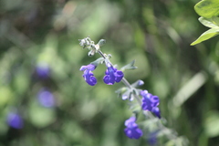Salvia chamaedryoides