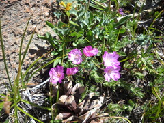 Epilobium siskiyouense