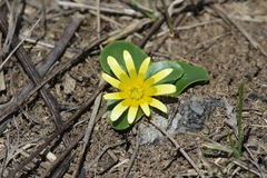Ficaria ficarioides