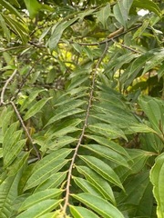 Casearia arborea