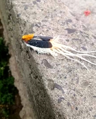 Cerogenes auricoma