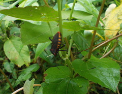 Piezogaster rubropictus