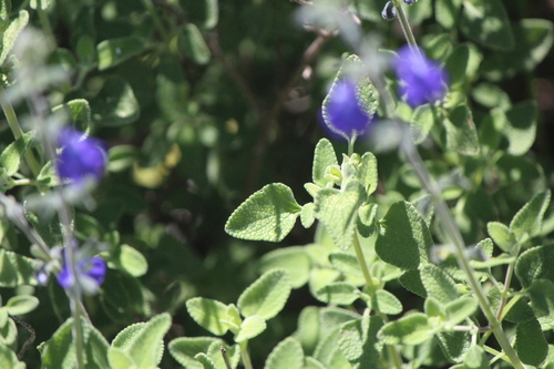 Image of Salvia chamaedryoides by (c) José Belem Hernández Díaz, some rights reserved (CC BY)