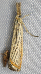 Agriphila costalipartella