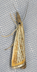Agriphila plumbifimbriellus