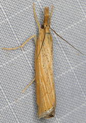 Agriphila plumbifimbriellus