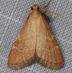 Arta epicoenalis