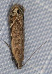 Battaristis concinnusella