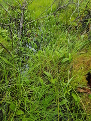 Carex wiegandii