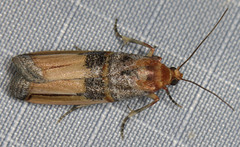 Dasypyga alternosquamella