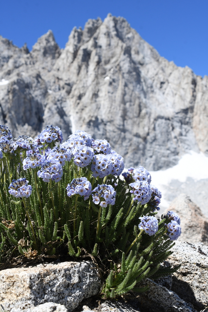 Skypilot (A guide to the flowers of Yosemite National Park