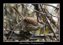 Campylorhynchus jocosus
