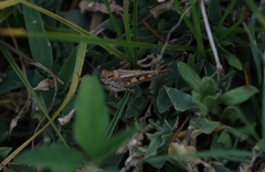 Dittopternis venusta