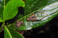 Lebinthus lanyuensis