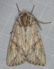 Andropolia diversilineata