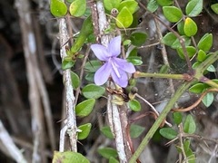 Oplonia