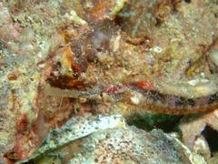 Halicampus macrorhynchus