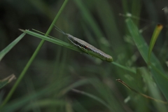 Neorthacris