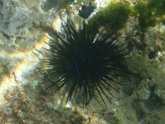 Echinothrix diadema