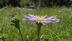 Almutaster pauciflorus