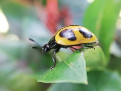 Aegithus quadrinotatus