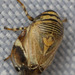 Clastoptera lineatocollis - Photo (c) Paul G. Johnson, some rights reserved (CC BY-NC-SA), uploaded by Paul G. Johnson