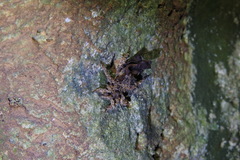 Acanthaspis immodesta