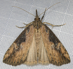 Hypena humuli