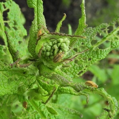 Ophraella notata