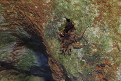 Acanthaspis immodesta