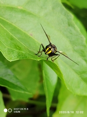 Monoceromyia javana